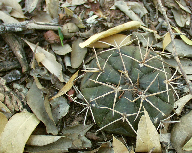 Habitat VoS 17 - G. eurypleurum