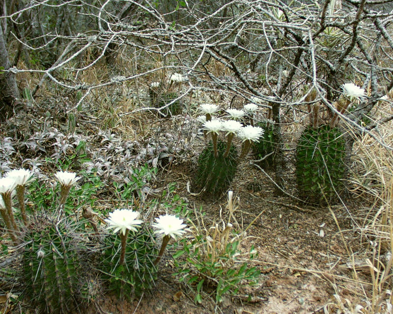 Habitat VoS 20, besides G.eurypleurum one may find Echinopsis chacoana as well as Frailea spec. and Gymnocalycium stenopleurum at this place