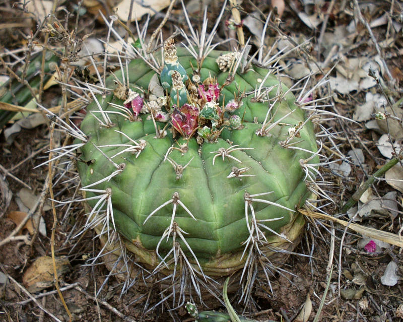 habitat VoS 20 - old plant from the northernmost area of circulation