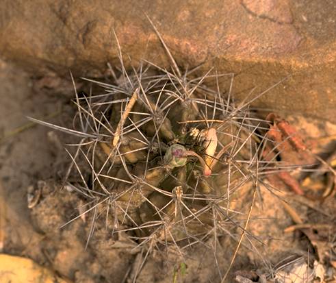 G. griseo-pallidum