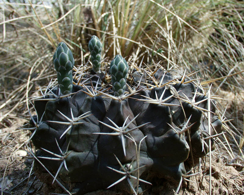 G. megatae VoS 3 with darkish epidermis