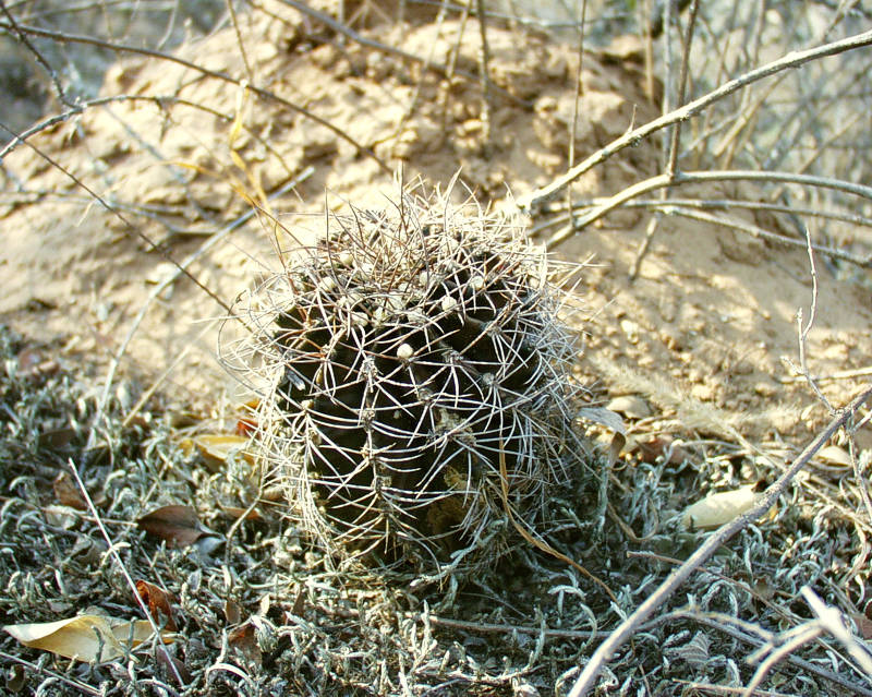 G. friedrichii grows together with G. megatae at the habitat VoS 10