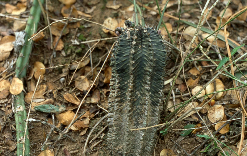 G. mihanovichii VoS 26, plants are up to 250 mm in height