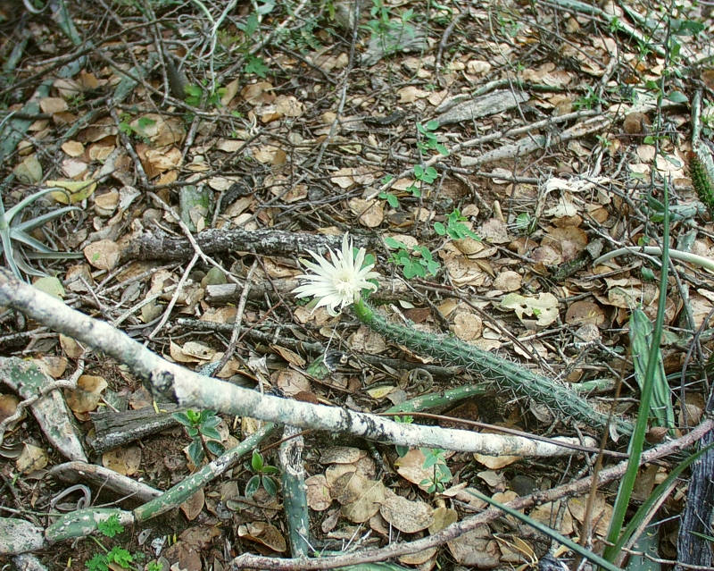 Monvillea, Opuntia, Tillandsien und jede Menge Bromelien gehren zum Habitat