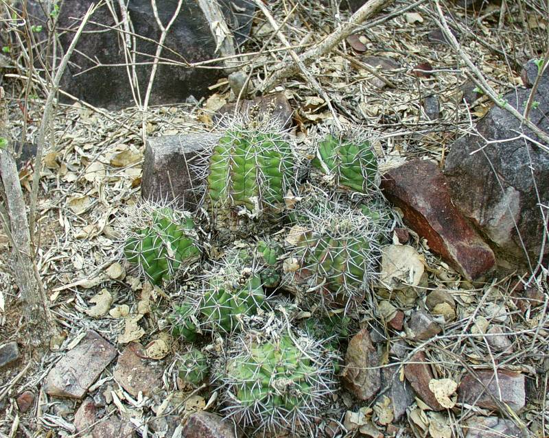 G. paediophilum  VoS 22 - groe Gruppen zwischen den Steinen, von kurz bis langbedornt je nach Standort