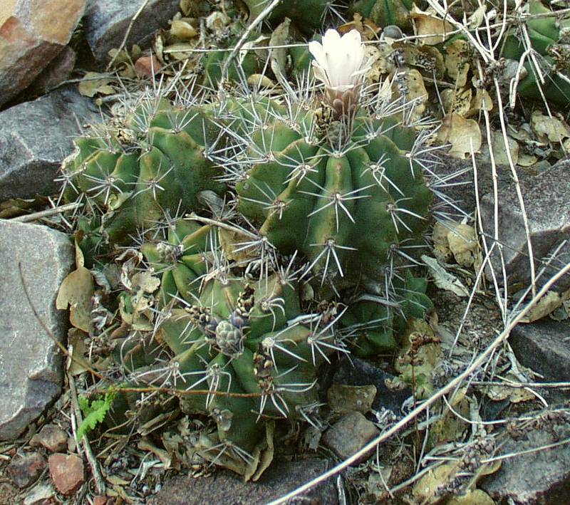 G. paediophilum - Standort VoS 22 am Cerro Leon Paraguay