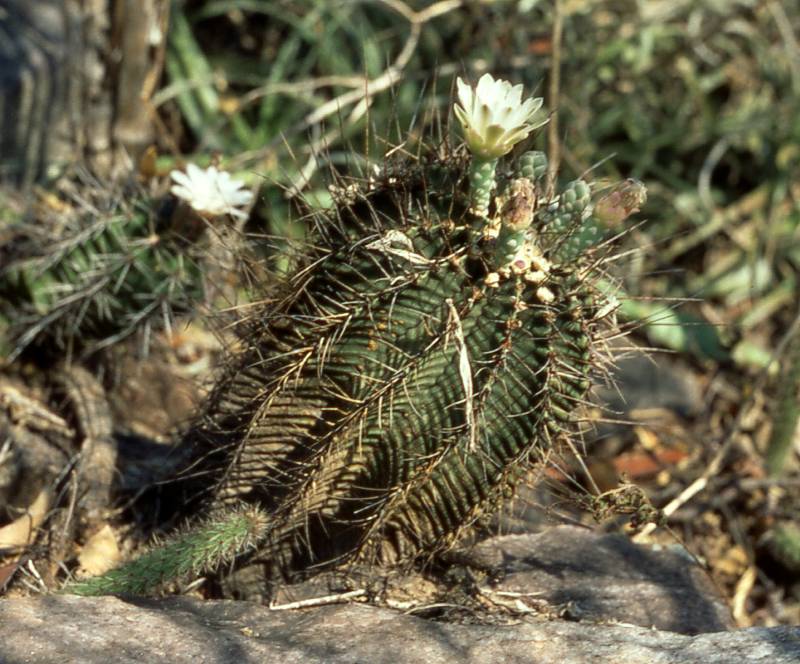 Standort VoS 22 - G. stenopleurum wchst zusammen mit G. paediophilum am Cerro Leon