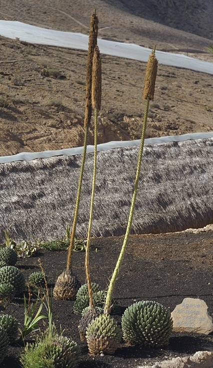 Agave victoria reginae