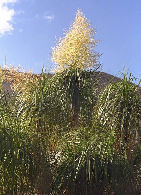 Ferocactus glaucescens