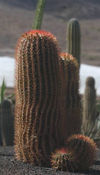 Ferocactus stainesii