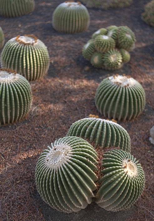 Echinocactus grusonii fa. inermis