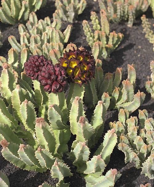 Caralluma speciosa