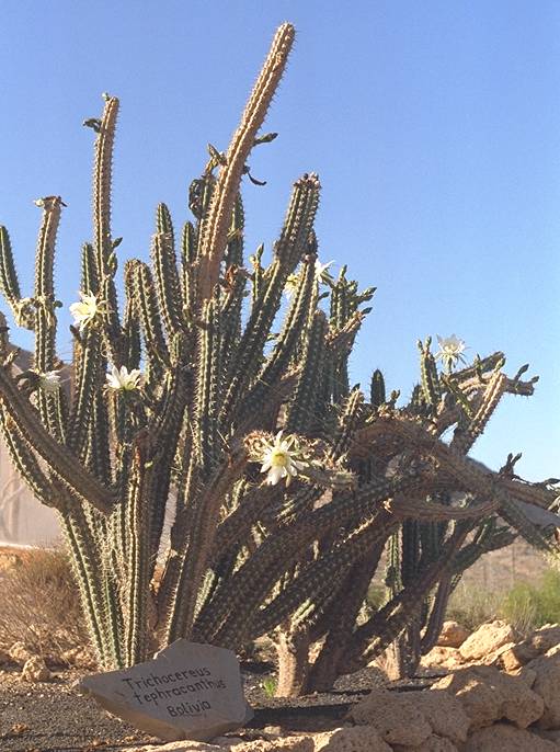 Trichocereus tephracanthus