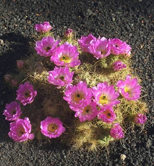 Echinocereus enneacanthus