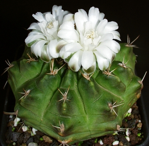 Gymnocalycium anisitsii