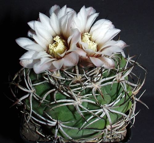 Gymnocalycium castellanosii