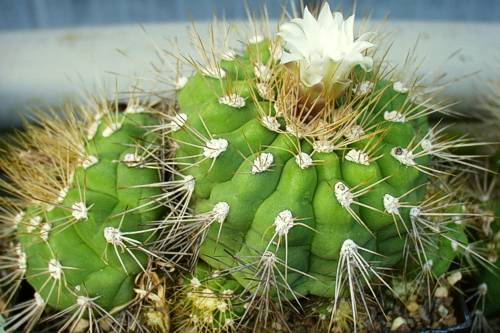 Gymnocalycium chacoense