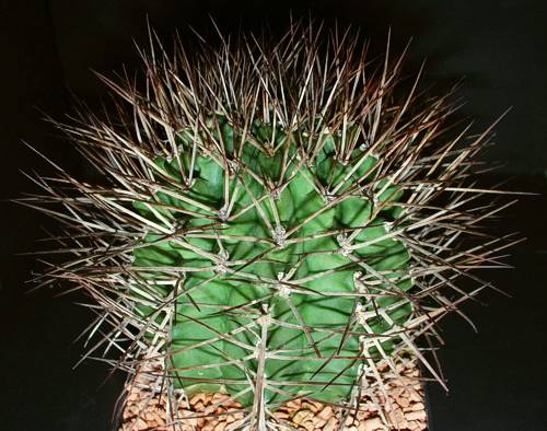 Gymnocalycium schickendantzii