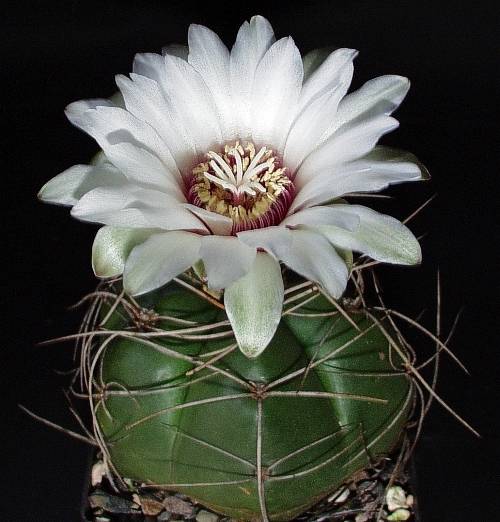 Gymnocalycium fleischerianum