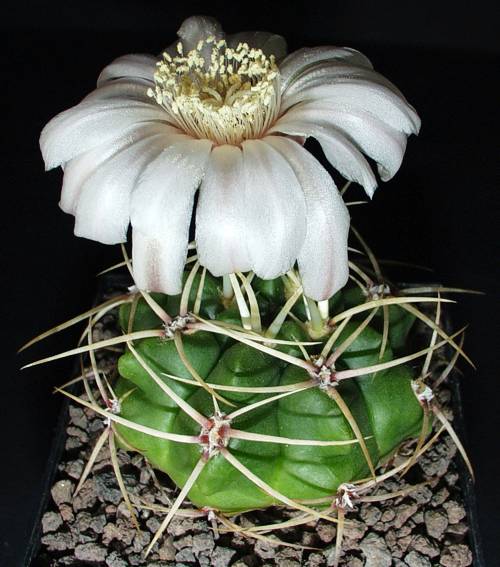 Gymnocalycium monvillei