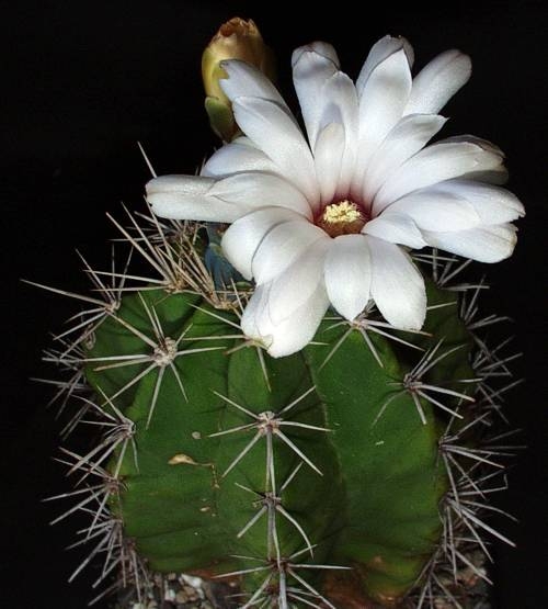 Gymnocalycium paediophilum