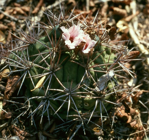 Gymnocalycium pflanzii