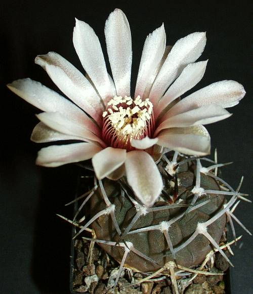 Gymnocalycium piltziorum