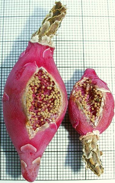 fruit of G. mihanovichii