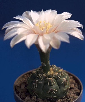 Gymnocalycium amerhauseri