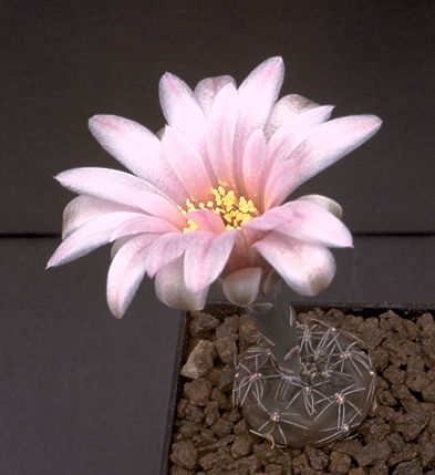 Gymnocalycium berchtii