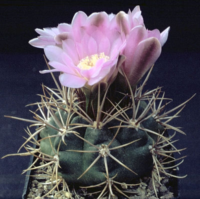 Gymnocalycium neuhuberi