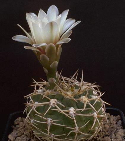 Gymnocalycium ochoterenai subsp. herbsthoferianum LB 386