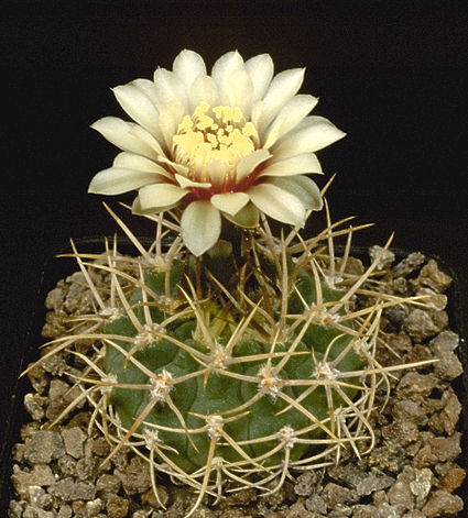 Gymnocalycium ochoterenai var. scoparium GN 88-98