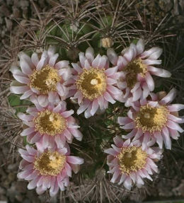 Gymnocalycium saglionis