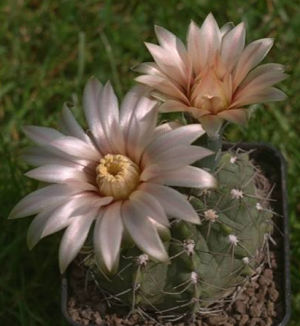 Gymnocalycium sp.P106 (stuckertii sensu Kießling)