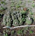 large group of Discocactus boliviensis