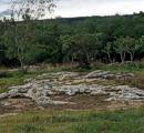 Habitat in der nhe von Chololo, an groen Sandsteinplatten ist die Art zu finden