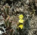 VoS 78b northernmost habitat of the genus Weingartia