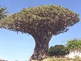 Tenerifa