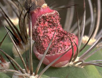 fruit of G. pflanzii subsp. dorisiae