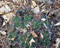G. pflanzii subsp. pflanzii var. paraguayense VoS 9