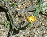 Opuntia paraguayensis