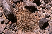 G. cardenasianum bei Villa Pacheco 2500 msm, mit gelber und schwarzer Bedornung