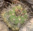 Gymnocalycium chacoense