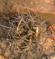 Gymnocalycium griseo-pallidum