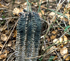 G. mihanovichii VoS 26, plants are up to 250 mm in height