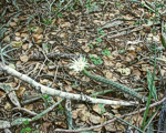 Monvillea, Opuntia, Tillandsien and plenty of Bromelien belong to the habitat