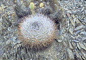 G. pflanzii subsp. dorisiae