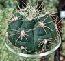 Smlingspfropfung von Gymnocalycium auf Selenicereus