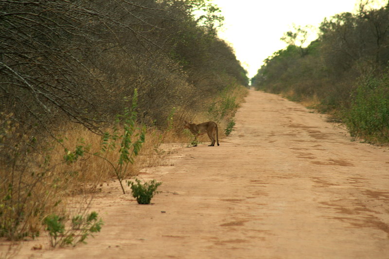 The Puma (Puma concolor) seems to have other things in mind